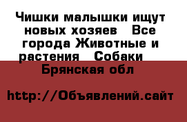   Чишки-малышки ищут новых хозяев - Все города Животные и растения » Собаки   . Брянская обл.